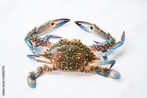 Crab on white background