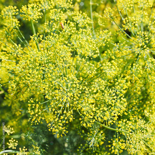 above view of yellow flowers on blooming dill