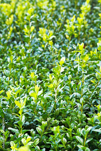 green wet foliage of buxus