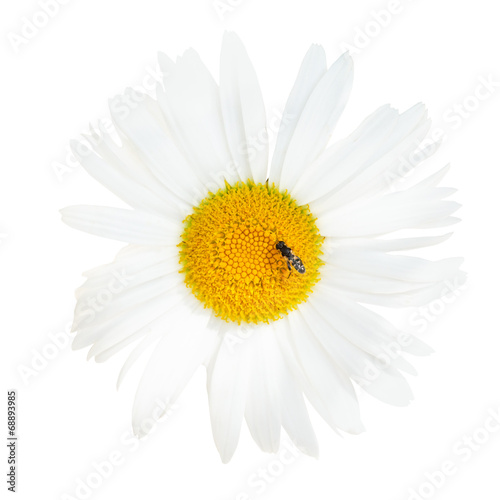 Ox-eye daisy flower with fly close up isolated