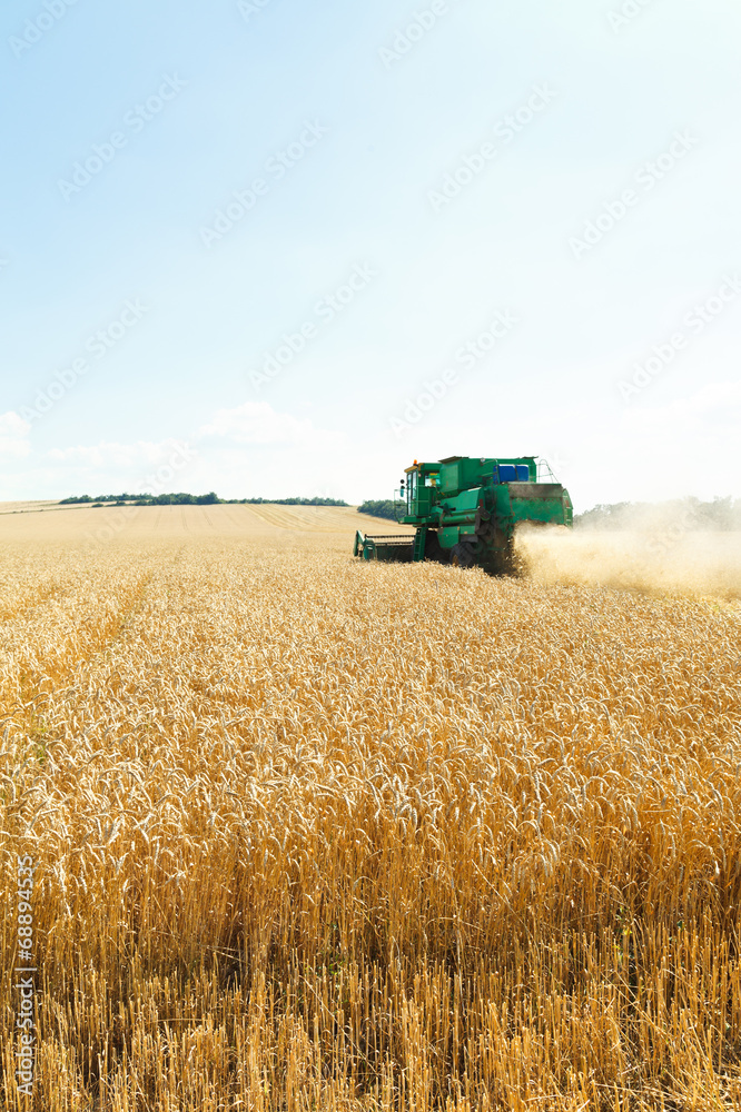 Obraz premium harvesting ripe wheat in caucasus region