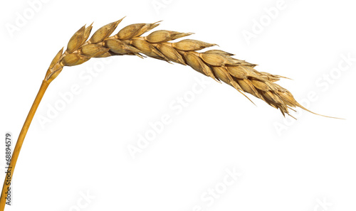 yellow ear of wheat isolated on white