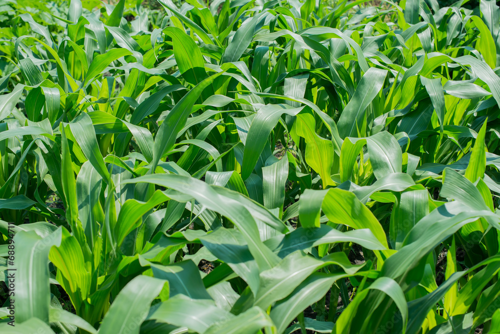 a green corn field, farming field a green corn field, farming field
