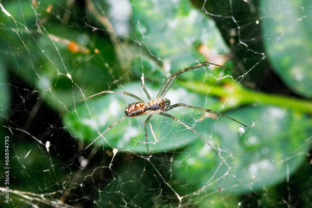 spider on cobweb between buxus leaves spider on cobweb between buxus leaves
