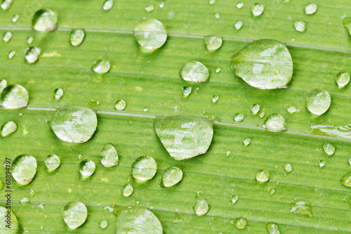 rain drops on green leaf of iris close up