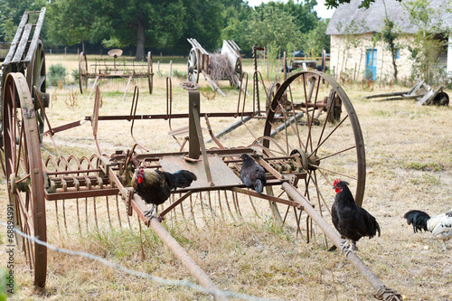 Chicken and abandoned farm equipment in backyard photo