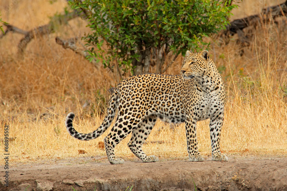 Naklejka premium Alert leopard