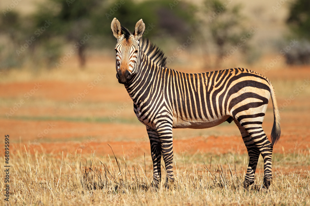 Fototapeta premium Hartmanns Mountain Zebra