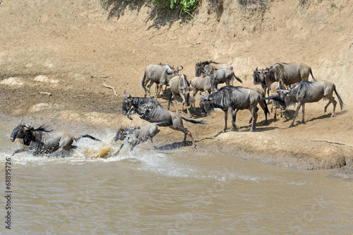 Wildebeest crossing the Mara River 15