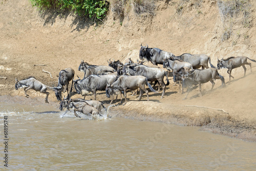 Wildebeest crossing the Mara River 14