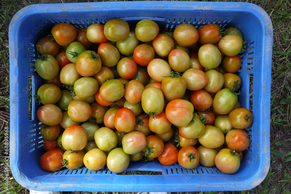 Tomato in basket