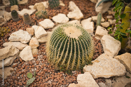 Round cactus. photo