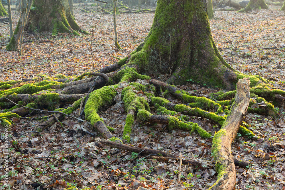 Spruce trunk and visible roots Spruce trunk and visible roots