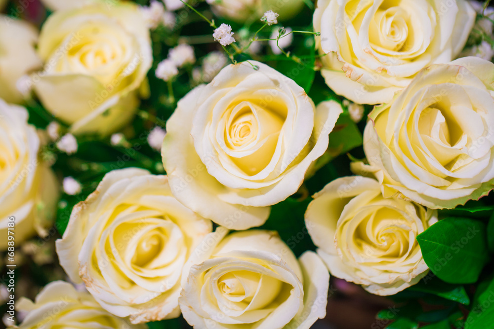 Yellow white rose background