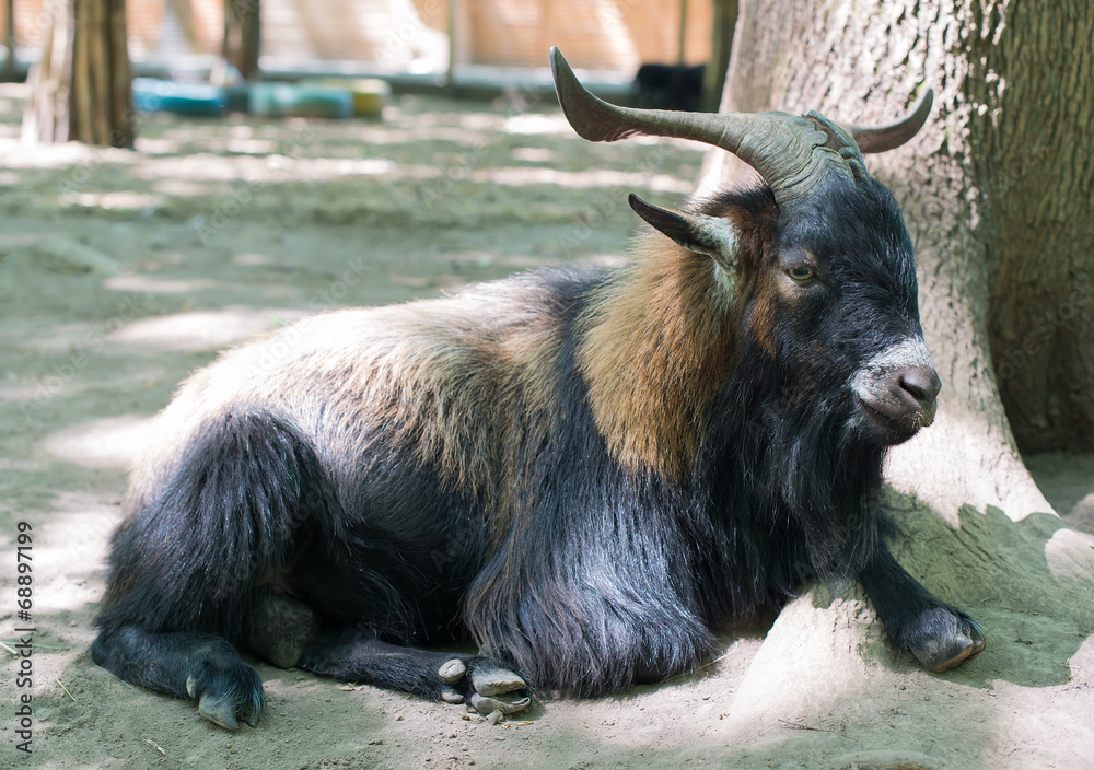 Fototapeta premium Big Horn Sheep Ovis canadensis portrait