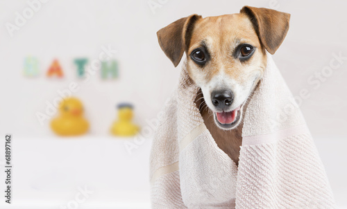Bathroom towel dog