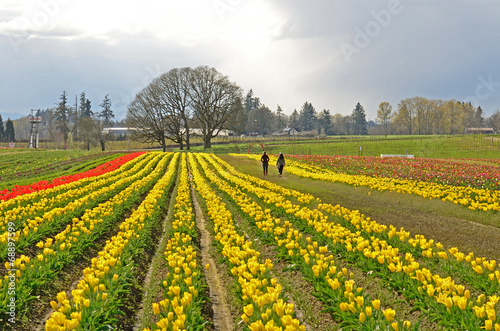 Willamette Tulips