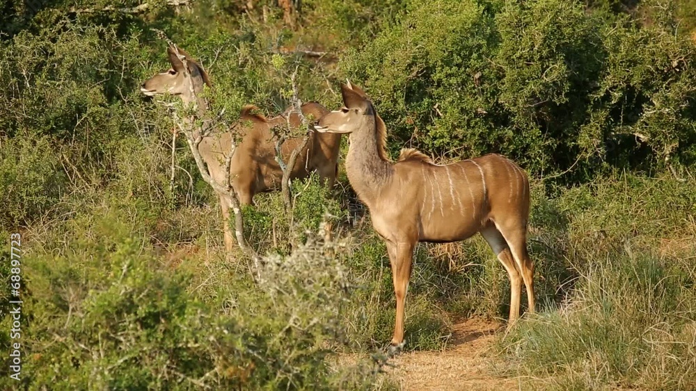 Alert kudu antelopes in dense bush Alert kudu antelopes in dense bush