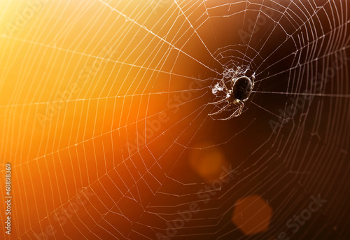 Spider web with colorful background