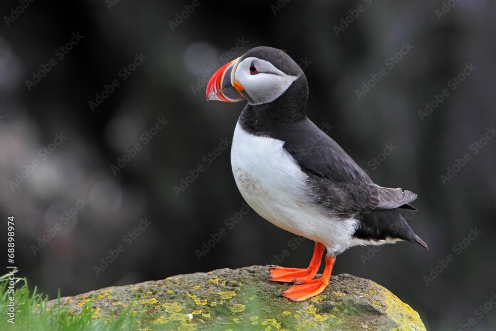 Fotografie Bird Puffin