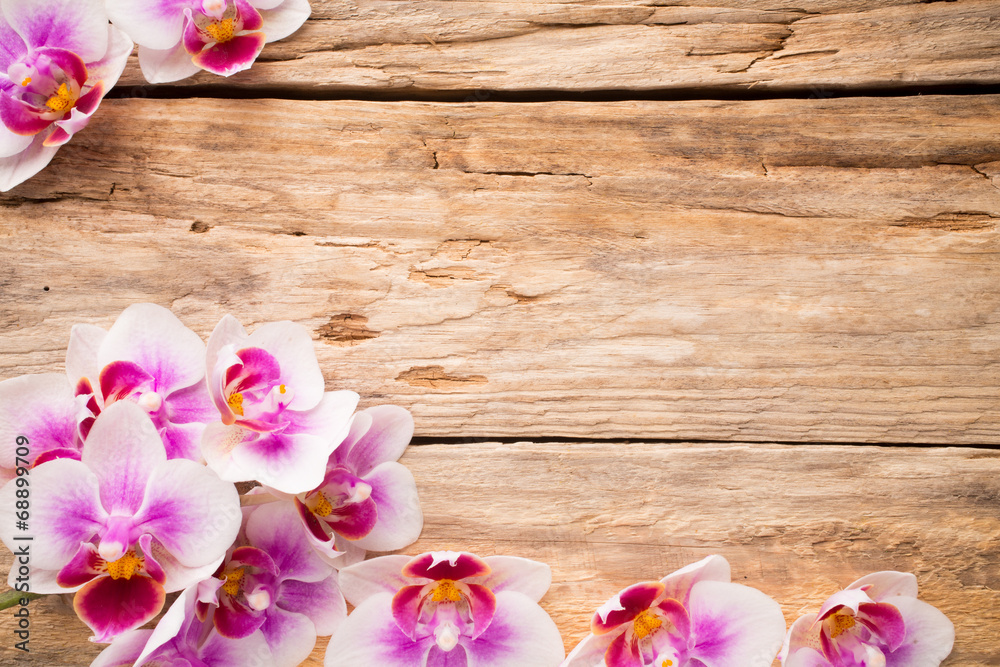 Orchid. Orchid.