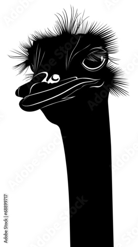 ostrich