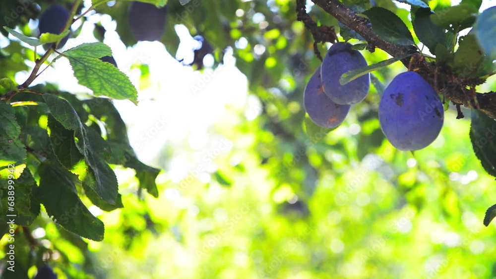 Ripe plum fruit on a branch in orchard on a bright summer day