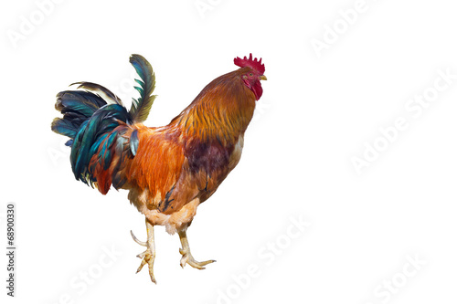 Rooster with spurs.