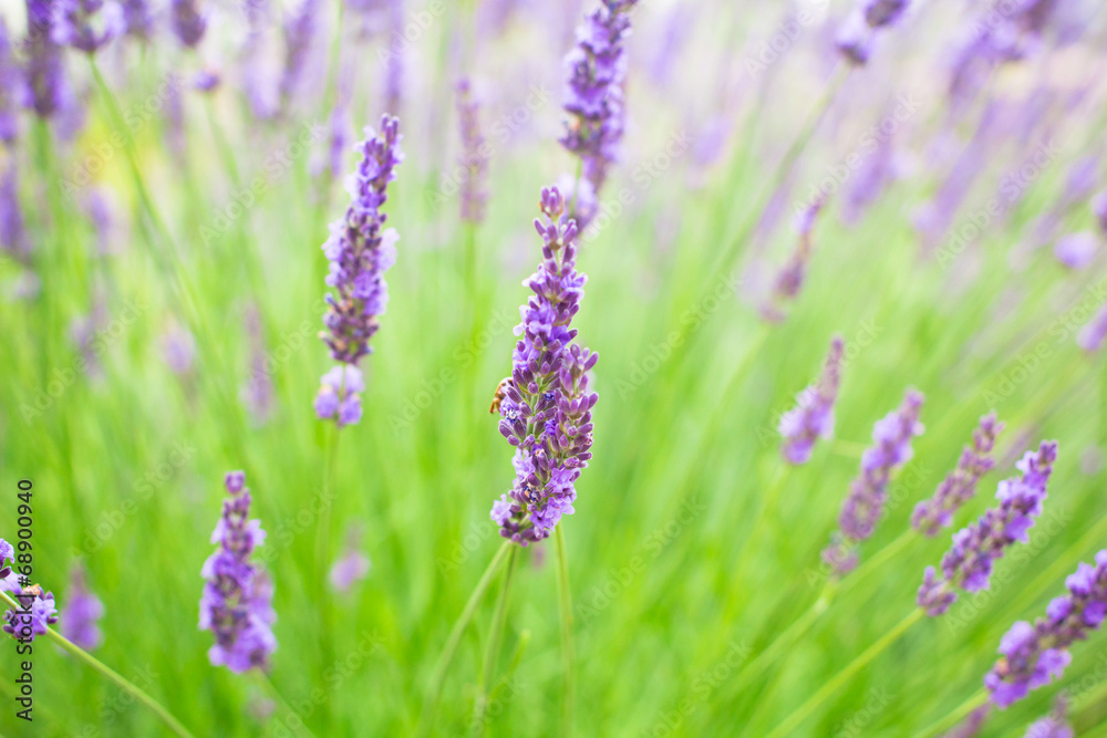 Obraz premium Lavender flowers blooming background