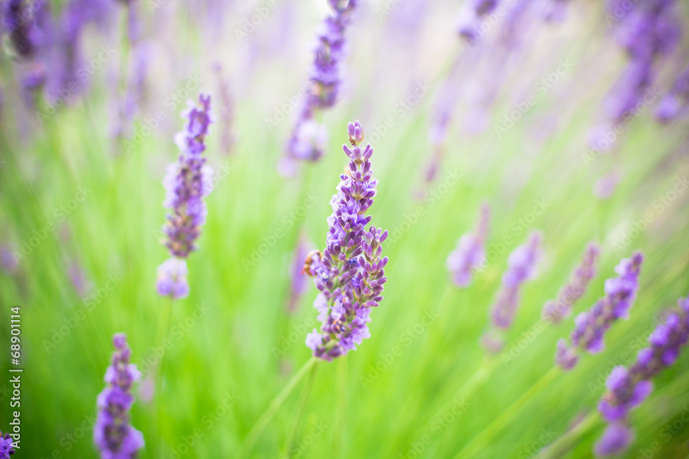 Obraz premium Lavender flowers blooming background