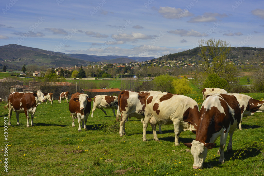 Vaches sur fond d'Ardèche, département de l' Ardèche en région  Auvergne-Rhône-Alpes, France