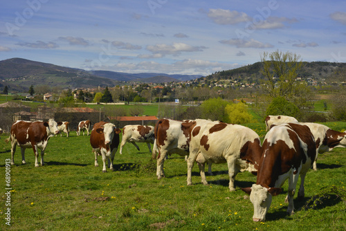 Vaches sur fond d'Ardèche, département de l' Ardèche en région Auvergne-Rhône-Alpes, France