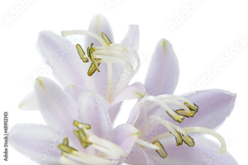 Hosta (Funkia or Plantain Lily) Flower on White Background