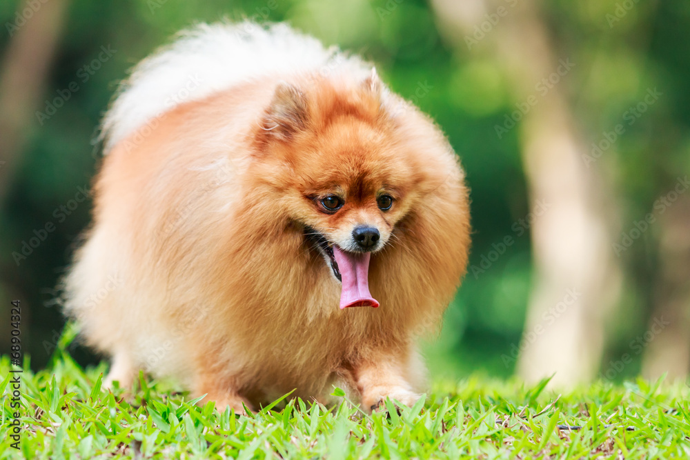 Pomeranian dog walking on green grass in the garden Pomeranian dog walking on green grass in the garden