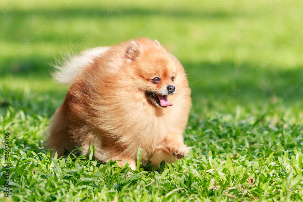 Pomeranian dog running on green grass in the garden Pomeranian dog running on green grass in the garden