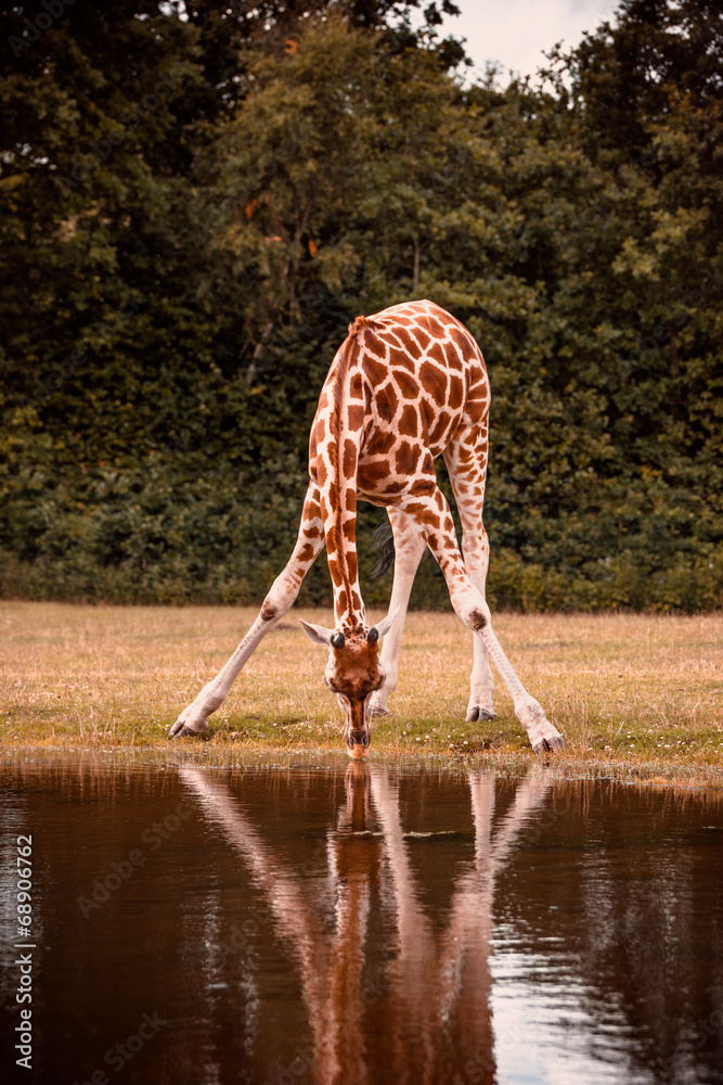 Naklejka premium African giraffe drinking water