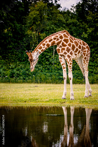 Giraffe looking into the water