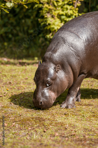 Small hippopotamus looking for food