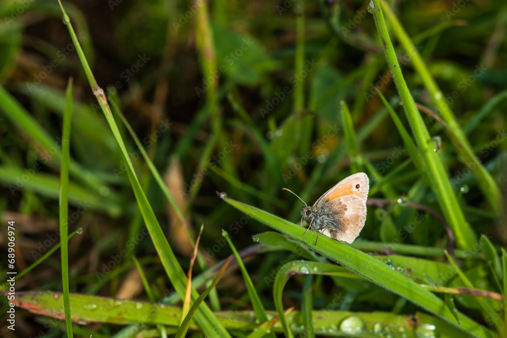 Coenonympha pamphilus butterfly on a leaf Coenonympha pamphilus butterfly on a leaf