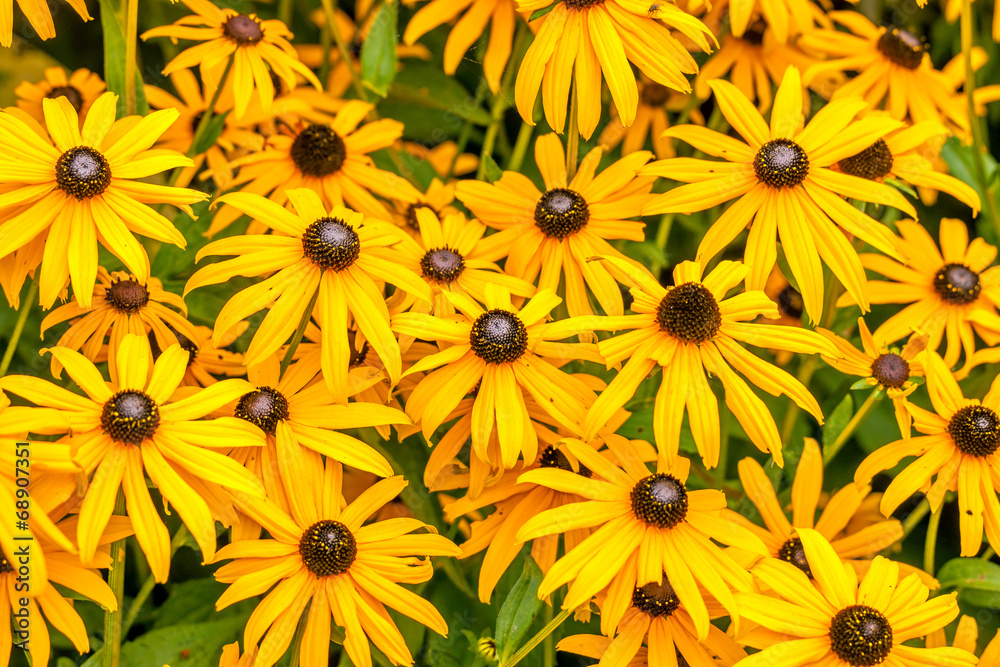 Yellow Rudbeckia Fulgida flowers Yellow Rudbeckia Fulgida flowers