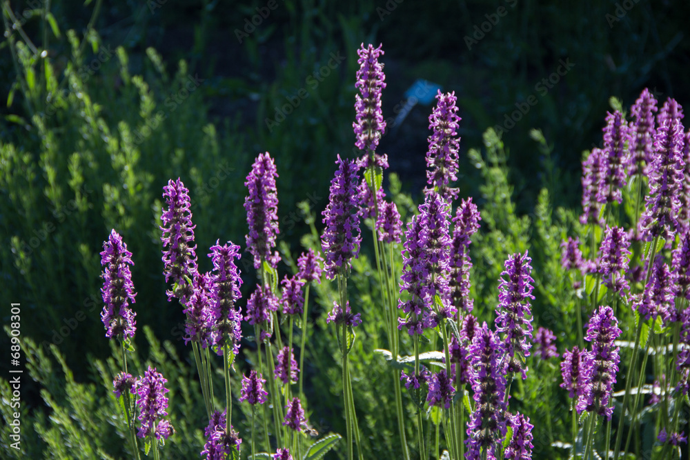 Obraz premium Lavendel