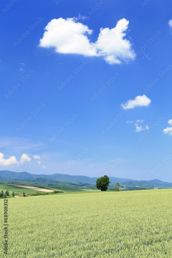 Fototapeta premium 麦畑