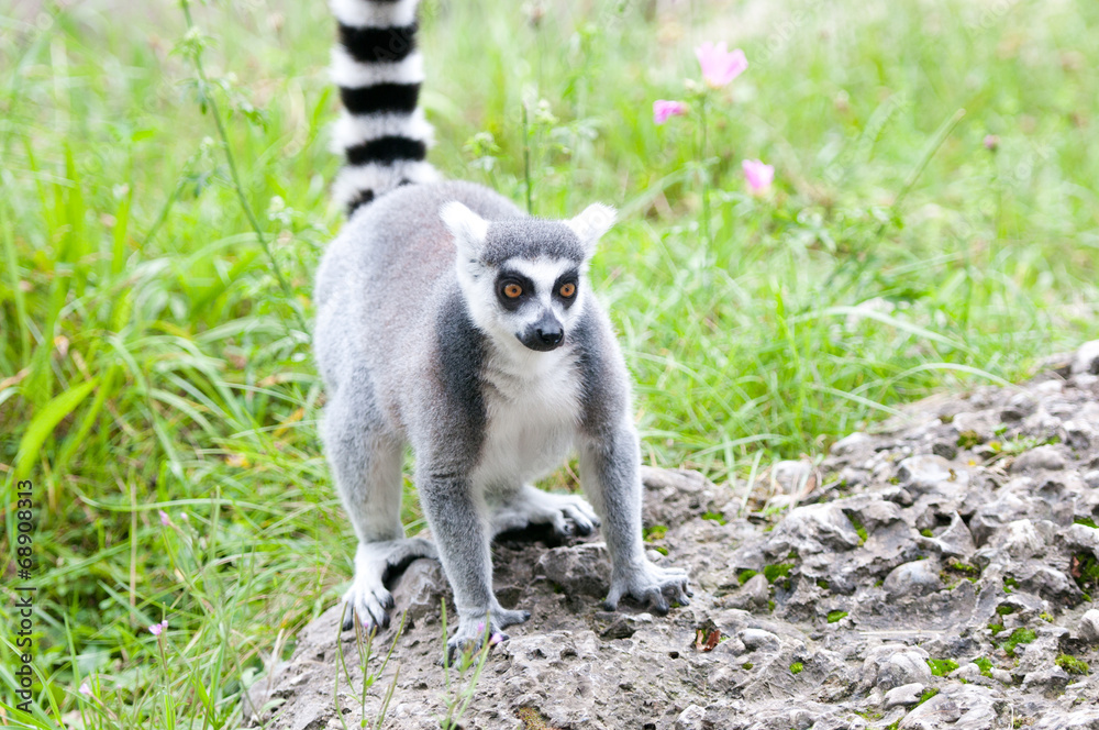 Fototapeta premium catta lemur on a stone heap