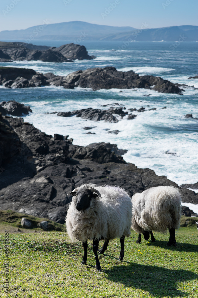 Obraz premium Connemara blackface Schafe