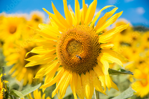 Sunflowerwith bee