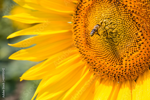 Fototapeta Naklejka Na Ścianę i Meble -  Bee on sunflower