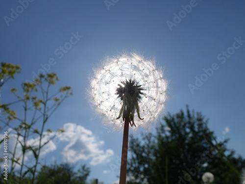 fluffy sun (solar fluffy dandelion)