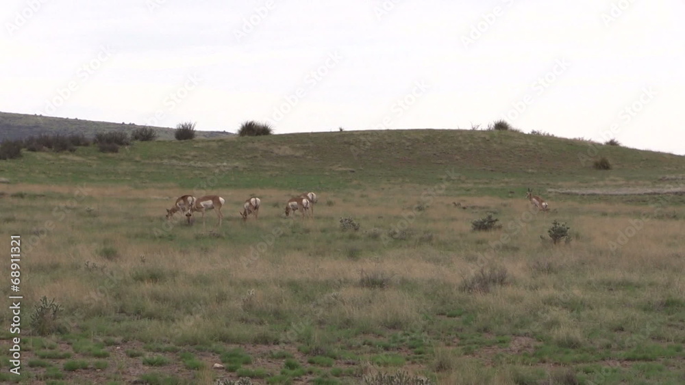 Pronghorn Antelope Herd Grazing Pronghorn Antelope Herd Grazing