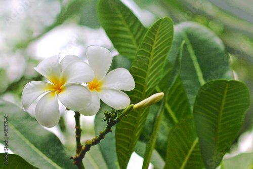 Fototapeta Naklejka Na Ścianę i Meble -  Close up of plumeria or frangipani blossom on the plumeria tree.