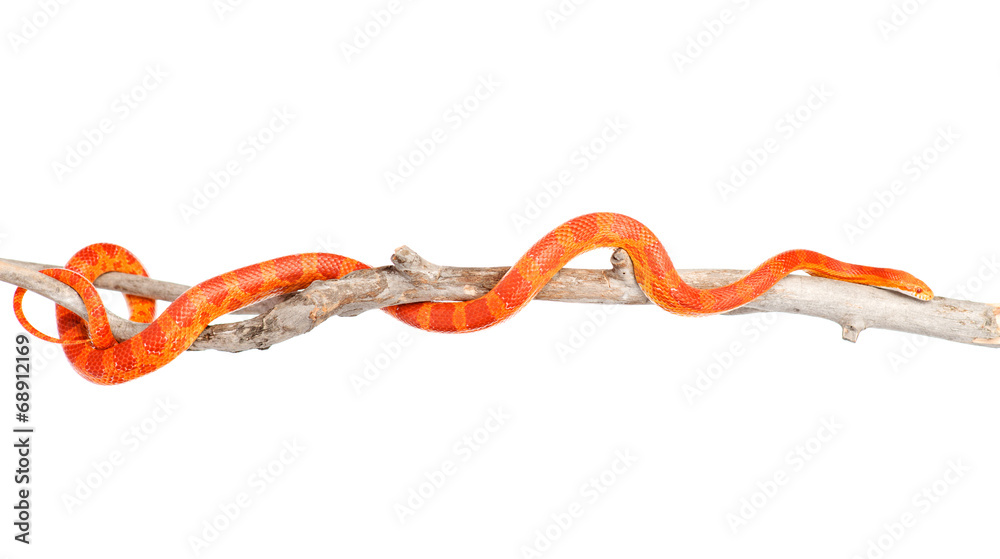 Obraz premium Creamsicle Corn Snake (Elaphe guttata guttata) on a dry branch.